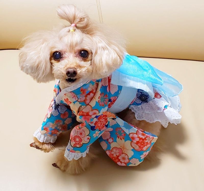 浴衣ドレス2022 水色花遊び金彩文様 （スカート仕様） - D.W. Bambino