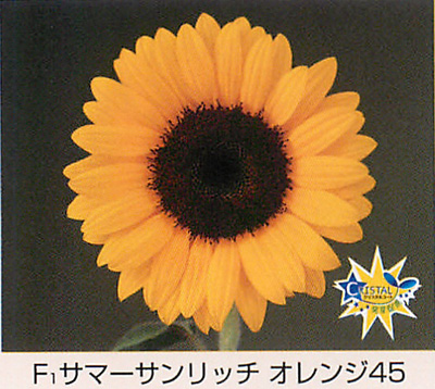 サマーサンリッチ オレンジ45[ひまわり] - e-種や｜国内最大級の野菜種