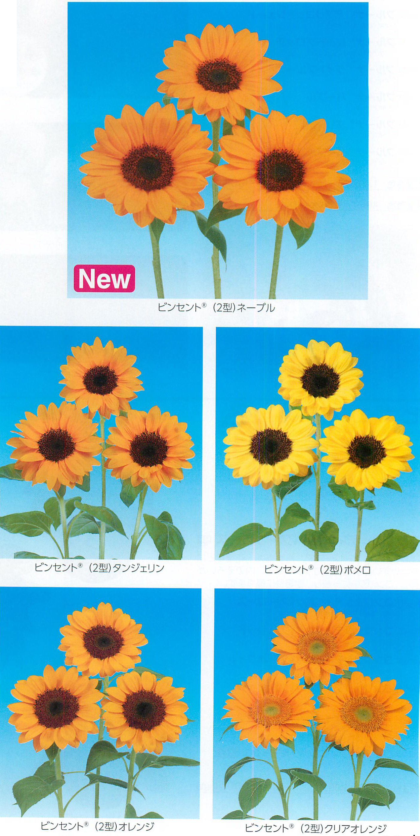 ビンセントシリーズ(2型)[ヒマワリ] - e-種や｜国内最大級の野菜種・花