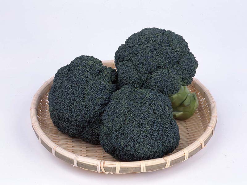 おはよう[ブロッコリー] - e-種や｜国内最大級の野菜種・花種・苗