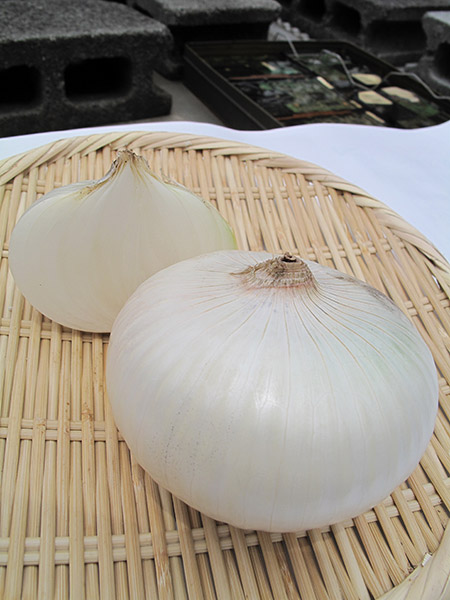 ホワイトベアー[玉葱] - e-種や｜国内最大級の野菜種・花種・苗・農業