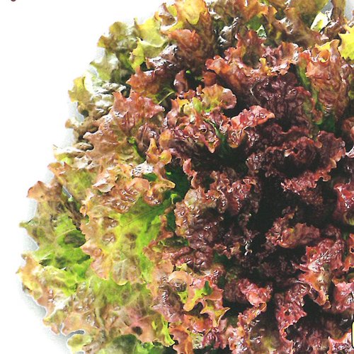 レタス - e-種や｜国内最大級の野菜種・花種・苗・農業資材の販売店