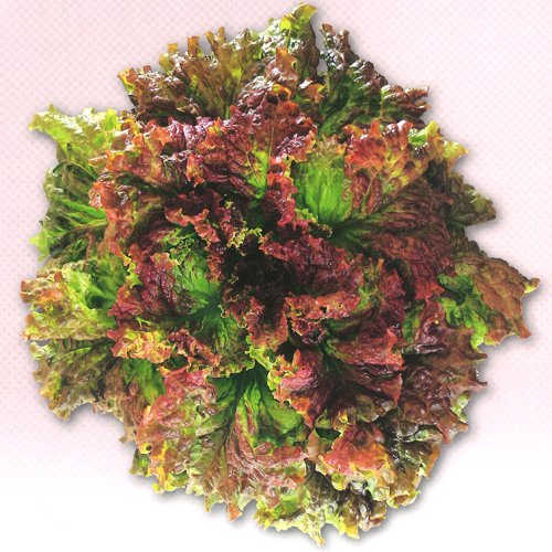 レタス - e-種や｜国内最大級の野菜種・花種・苗・農業資材の販売店