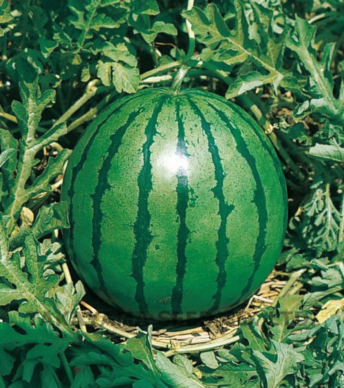 西瓜（すいか） - e-種や｜国内最大級の野菜種・花種・苗・農業資材の