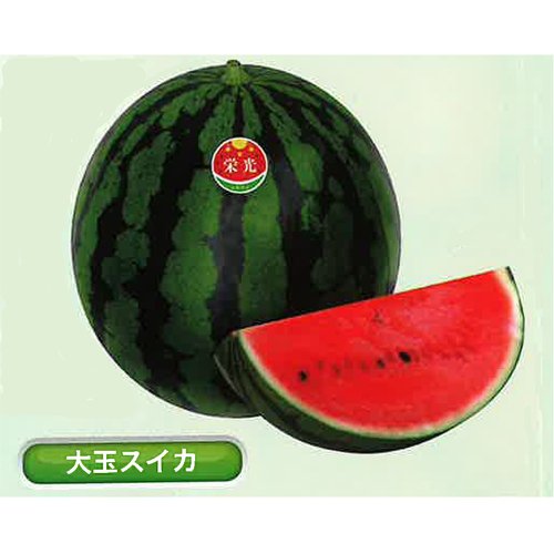 西瓜（すいか） - e-種や｜国内最大級の野菜種・花種・苗・農業資材の