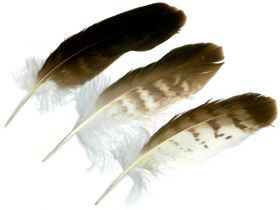新着情報 :: 白鷹羽根の販売をはじめました - やまぐち弓具 | 矢の製作