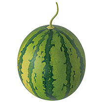 デコレーションフード-11／スイカ(直径145×H235(スイカ)): 店舗装飾