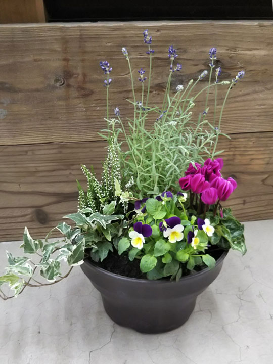 秋の寄せ植え | ガーデニング教室 | DIYホームセンター ジャンボエンチョー