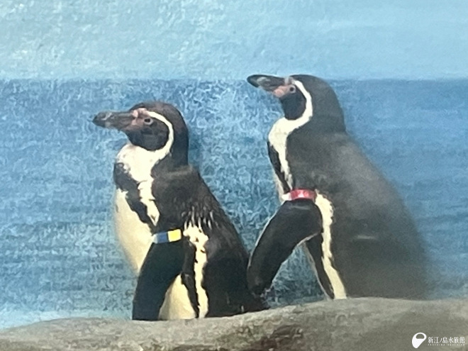 4月が誕生日 | えのすいトリーター日誌 | 新江ノ島水族館