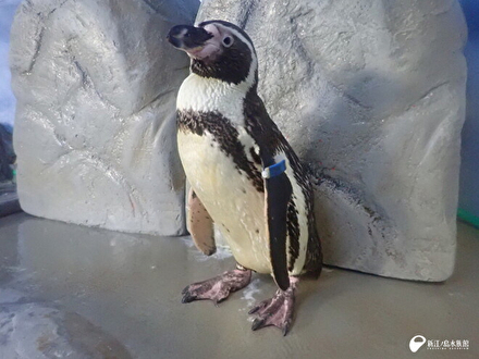 グー」 | えのすいトリーター日誌 | 新江ノ島水族館