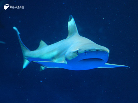 日本最古のサメの歯の化石 | えのすいトリーター日誌 | 新江ノ島水族館