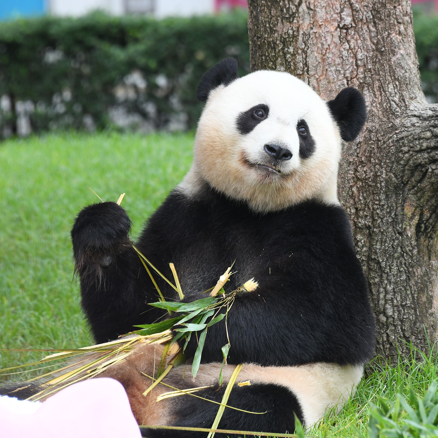アドベンチャーワールド公式動物で選ぶ/パンダオンラインショップ
