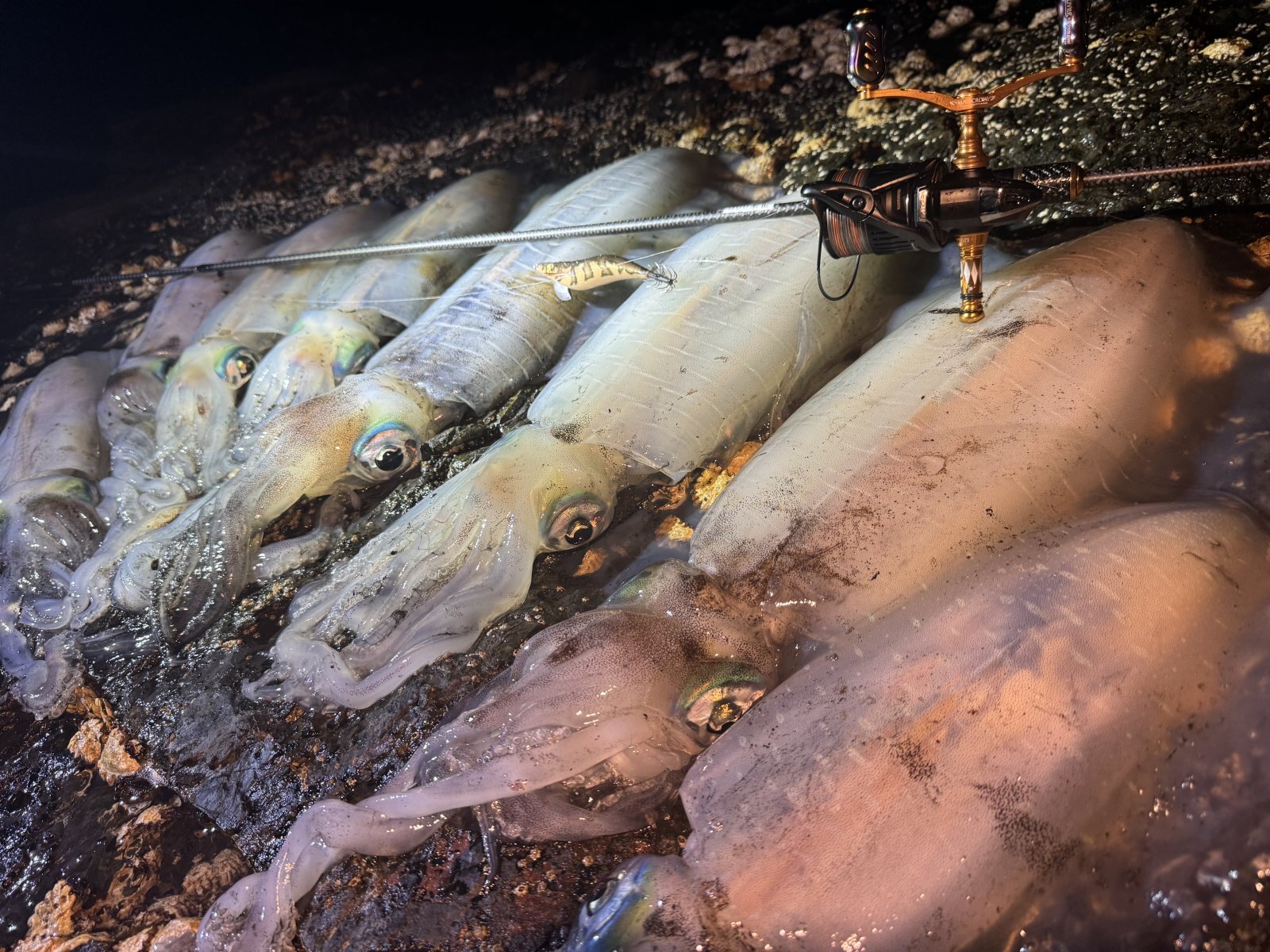 FINAL 『魅黒/RED』ZERO-G EVOLUTION 800 朱雀II EVA ver [別注EGI