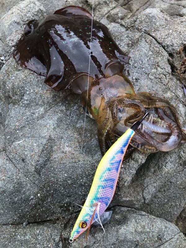 WILDCHASE 3.5号シャローtune /セナキスパイソン/UV[特注:EGI MANIACS