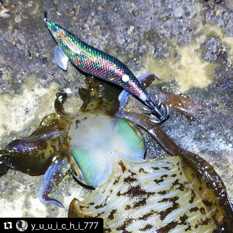 WILD CHASE 3.5号 モンスターブラック[特注:EGI MANIACS] - EGI MANIACS