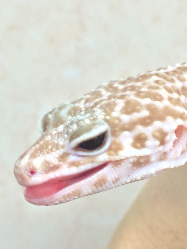 レオパ ヒョウモントカゲモドキ スーパーマックスノーアルビノリューシ