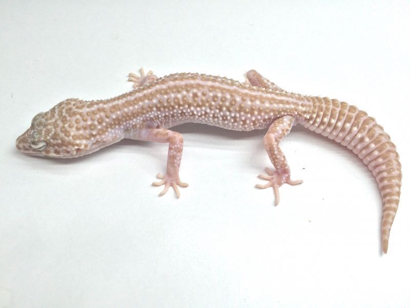 レオパ ヒョウモントカゲモドキ スーパーマックスノーアルビノリューシ