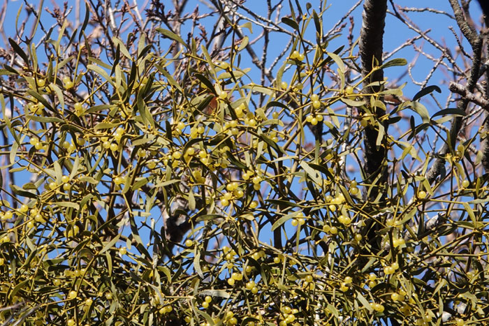 樹木シリーズ81 ヤドリギ | あきた森づくり活動サポートセンター