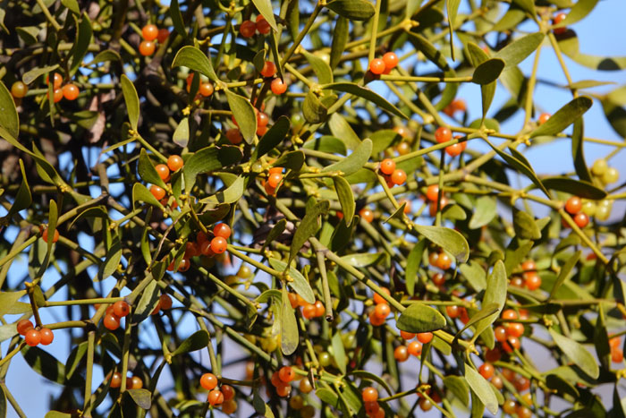 樹木シリーズ81 ヤドリギ | あきた森づくり活動サポートセンター