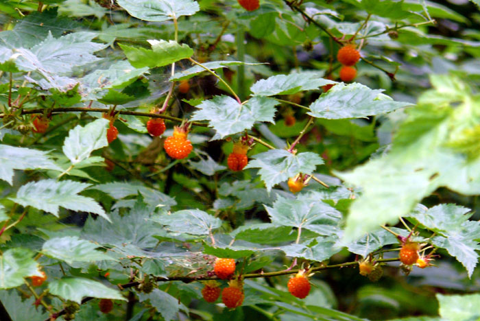 樹木シリーズ91 モミジイチゴ、クマイチゴ、ベニバナイチゴ | あきた森