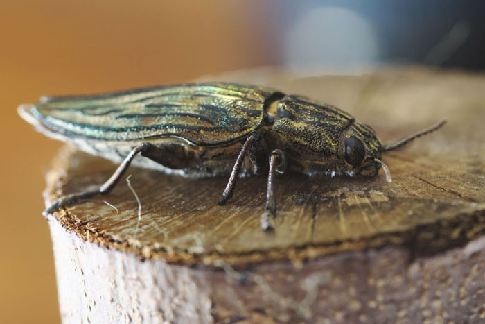 昆虫シリーズ65 タマムシ、シデムシ、ハサミムシ | あきた森づくり活動