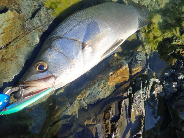 FCラボ FC LABO FCL JD-P170F ダイビングペンシル JD-P170F | FCLLABO