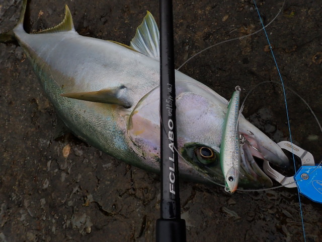 サワラ 青物 シーバス ミノー おまけ付き サワラ 青物 シーバス ミノー