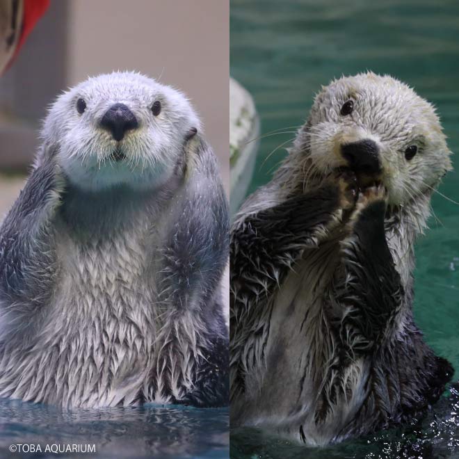 鳥羽水族館×フェリシモの初コラボ！ラッコの「メイちゃん＆キラ