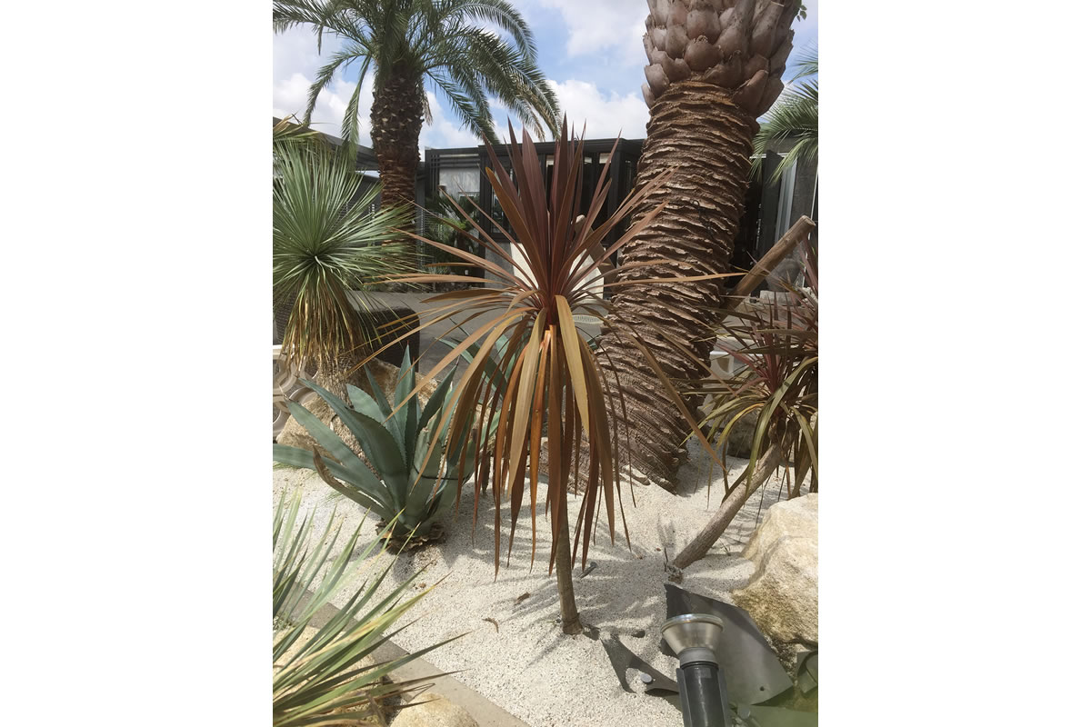 ニオイシュロラン アカドラセナ 群馬県 ヤシの木 ヤシ 販売 フィールド