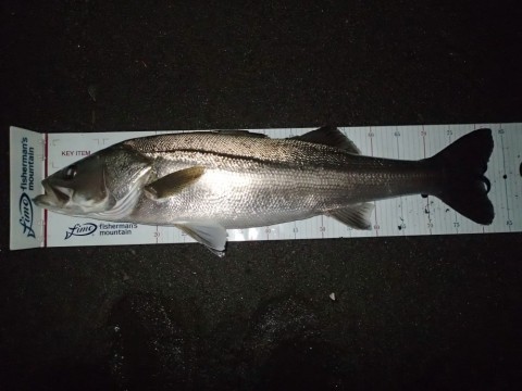 Rockオヤヂのリール・マニアックス！！】 新年に6本目のメバル竿！？