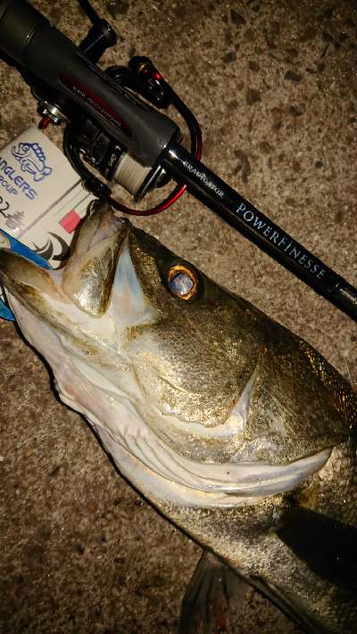 激しい「爆釣」はいらない。そのかわり悲しい「ボウズ」もない。そんな