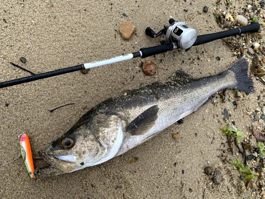 ルアー追想記】 がまかつ：ラグゼソルテージ・チータB86H