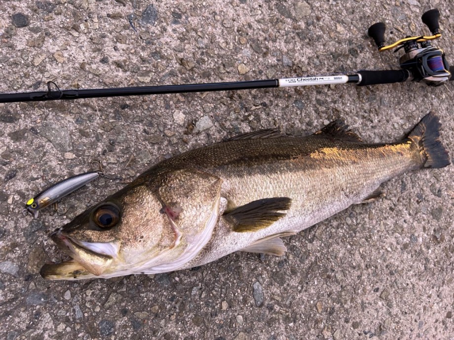 ルアー追想記】 がまかつ：ラグゼソルテージ・チータB86H