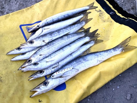 RockFish Style】 メガバス IS71ハイパーラリアット