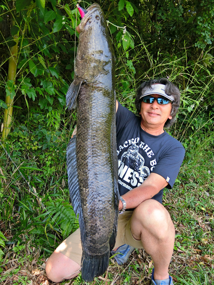 ANACONDA | SNAKE HEAD | FINESSE