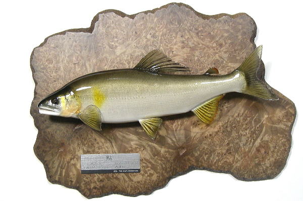 アユ剥製【フィッシュクラフトマツモト】