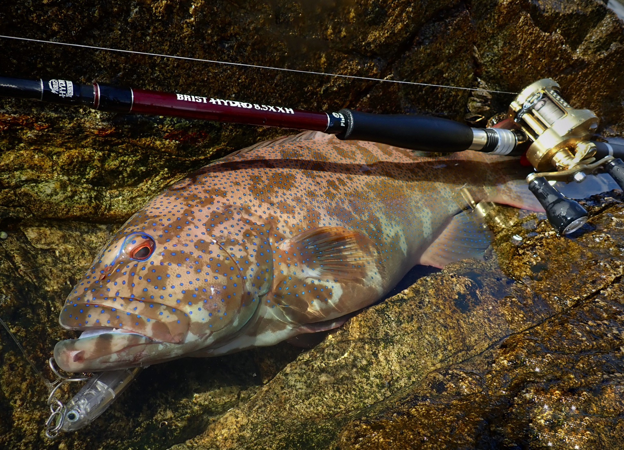 強めのバーサタイル。「BRIST HYDRO8.5XXH」で南国磯ゲーム - Fishman