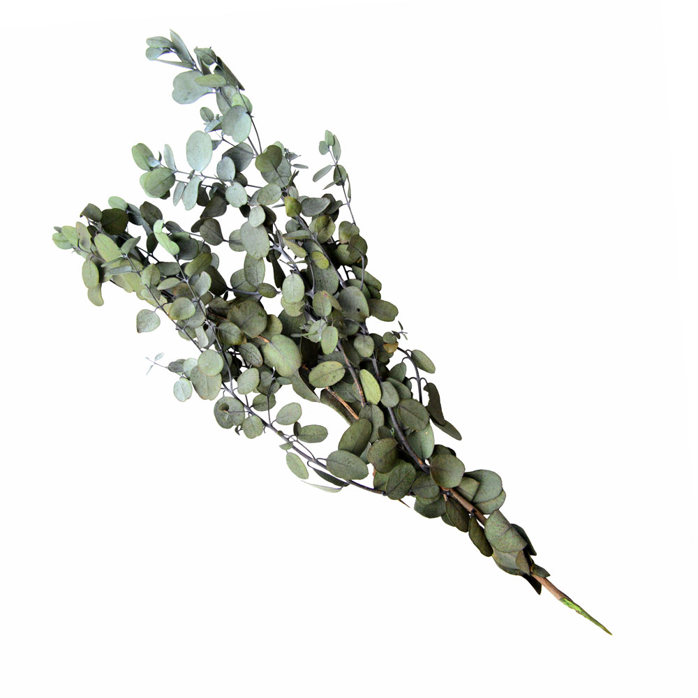 新商品 ユーカリ グニ― | プリザーブドフラワーのflorever（フロール