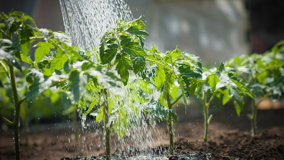 SUPERBUD REBORN - 室内園芸 Flora Farm 03-6416-5200