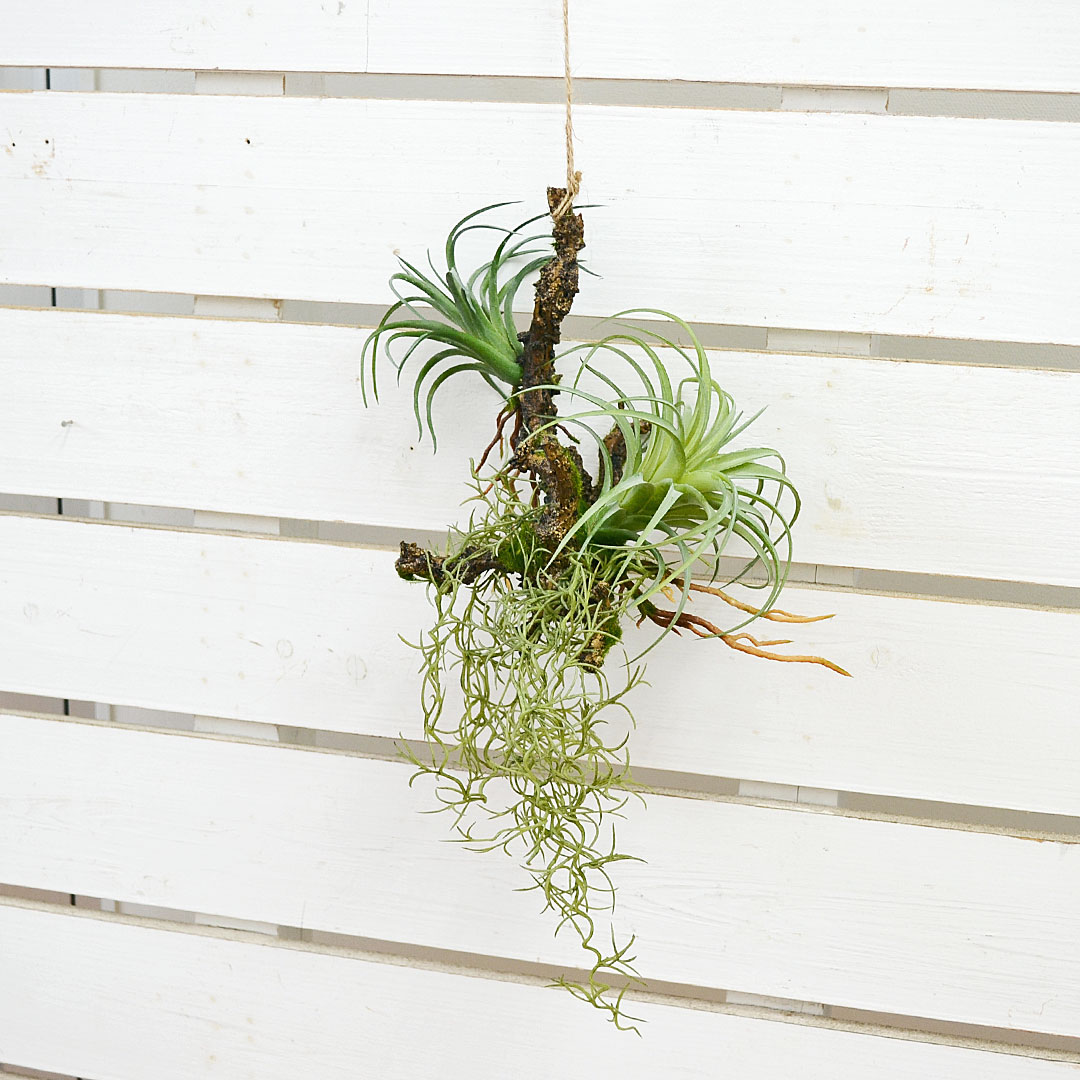 観葉植物の販売・ギフトならフラワーコーポレーション / 人工観葉植物