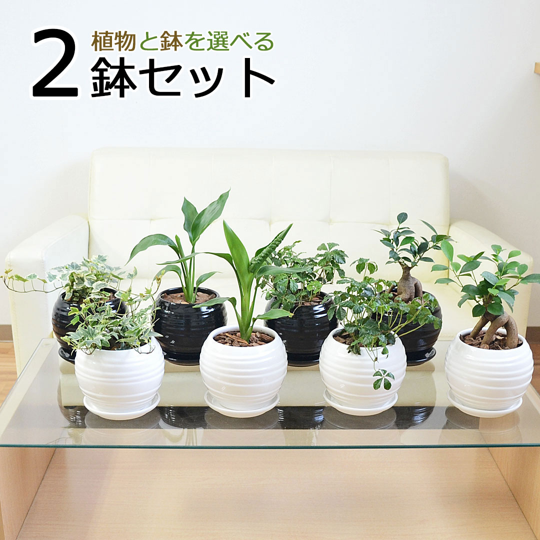 コーマ‼️小さな植木鉢 100個セット コーマ‼️小さな植木鉢 100個