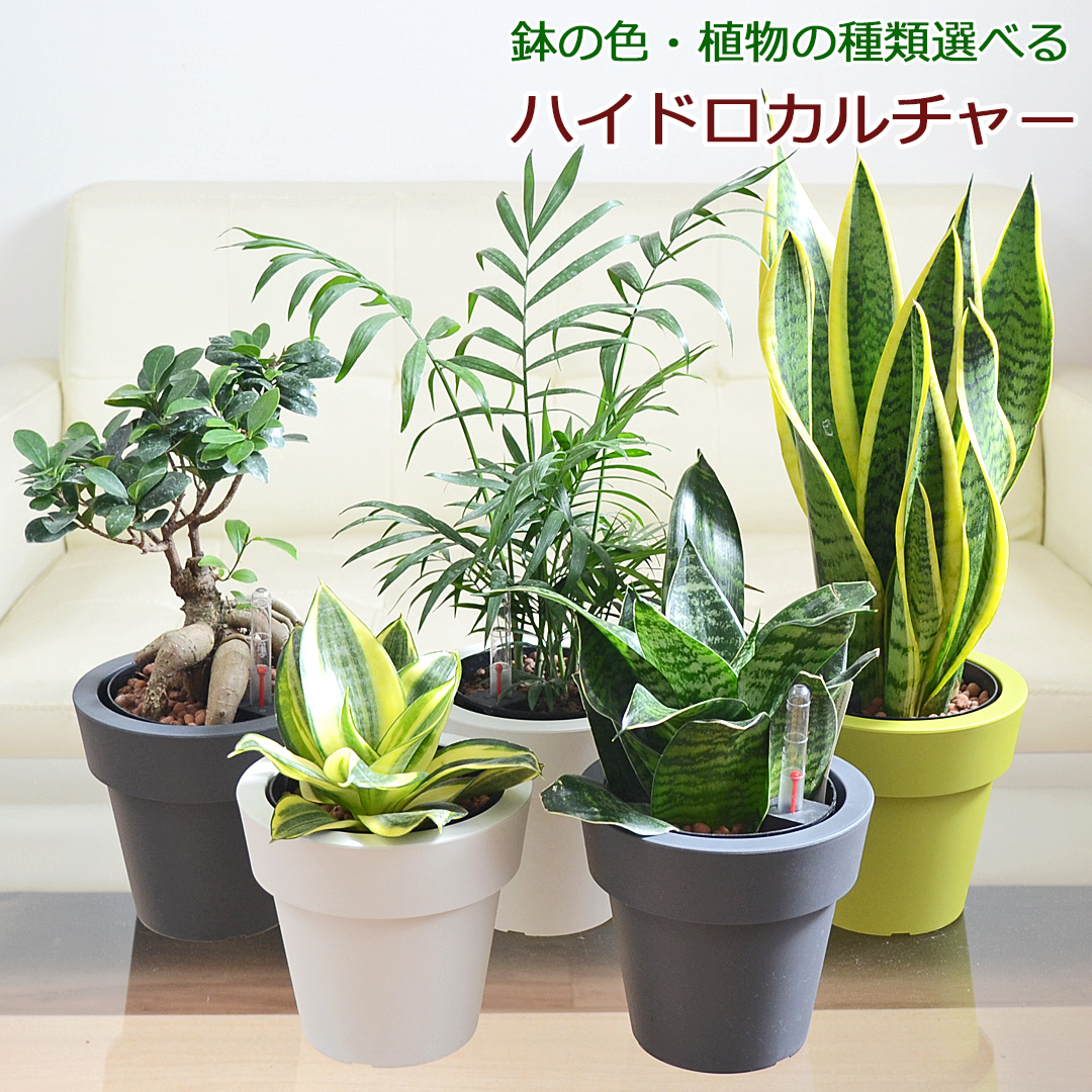 観葉植物の販売・ギフトならフラワーコーポレーション / 観葉植物