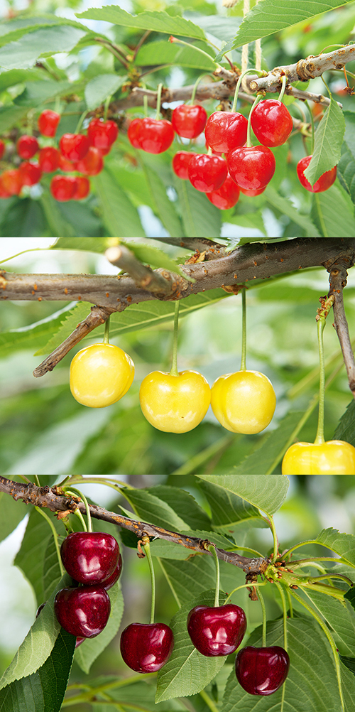 多田農園 セット くだもの | G-Callショッピング