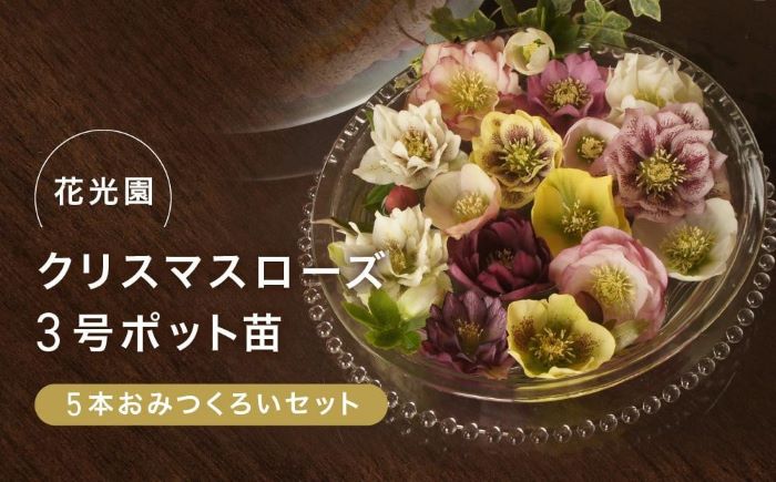 クリスマスローズ3号ポット苗5本おみつくろいセット ｜ G-Call