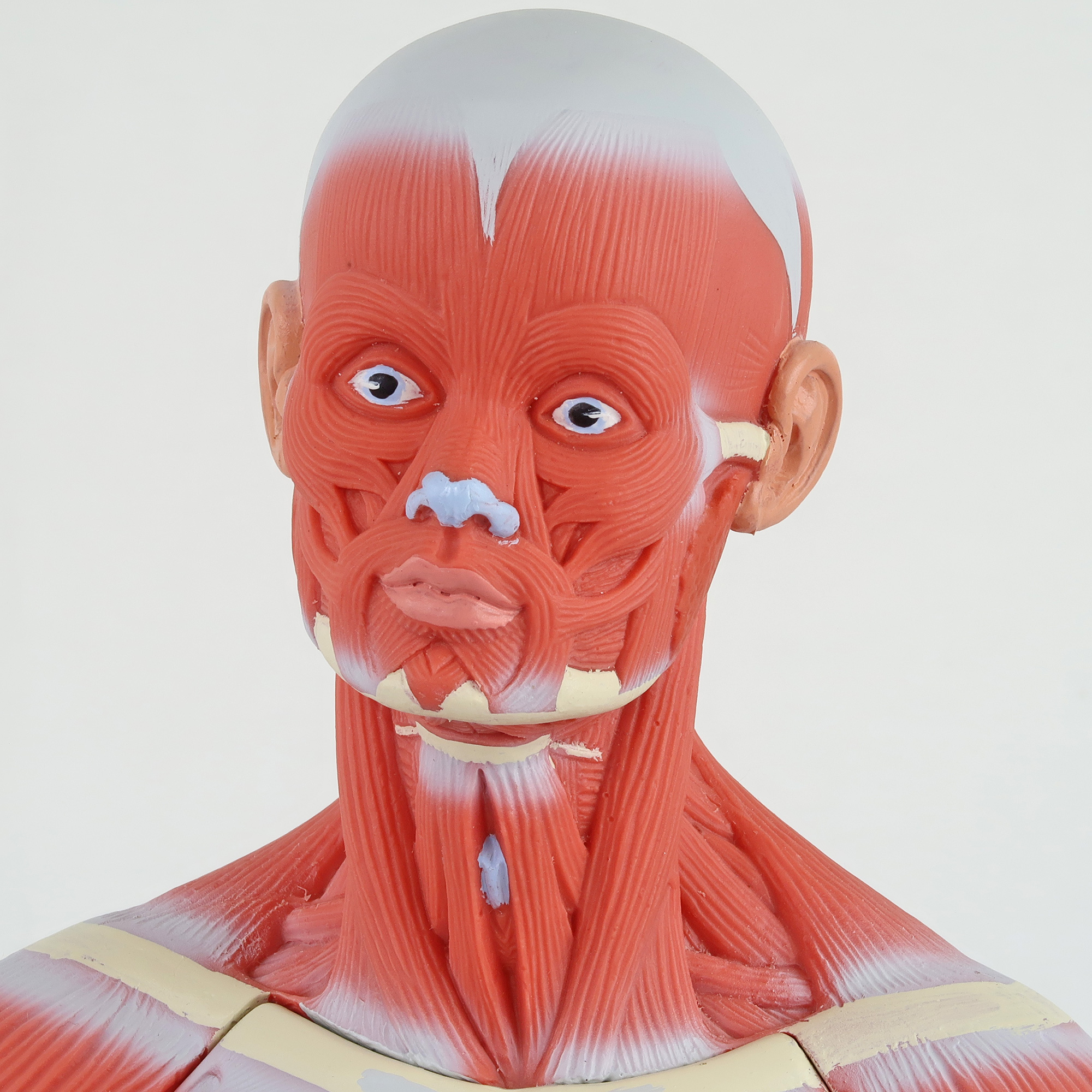 筋肉解剖，1/4倍大・2分解モデル，無性 | 日本スリービー・サイエン