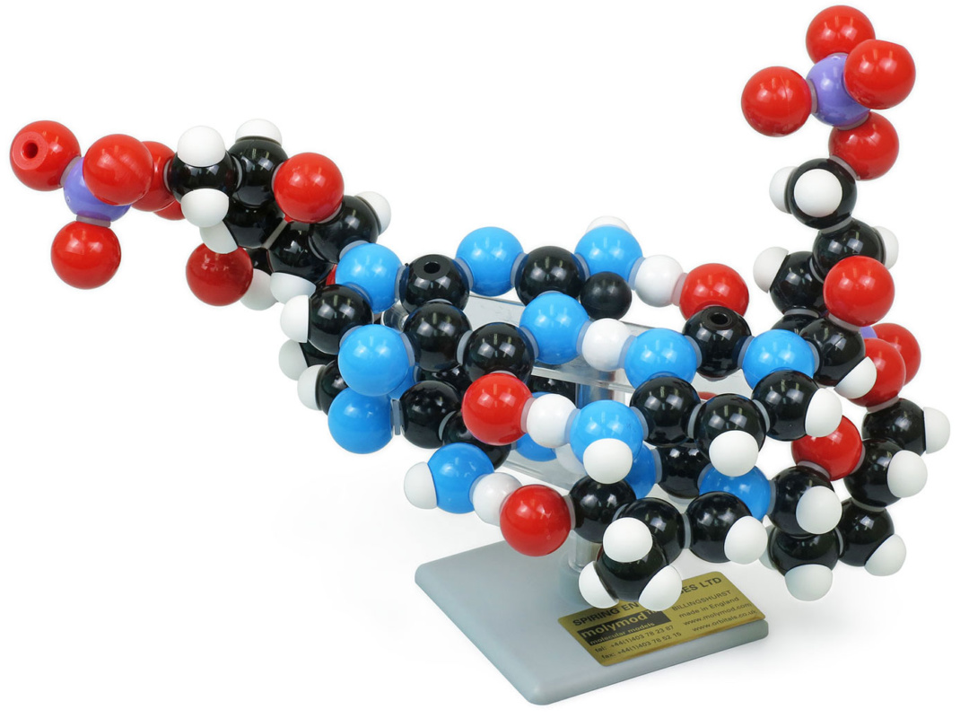 DNA分子模型組立キット・2層 | 日本スリービー・サイエンティフィック