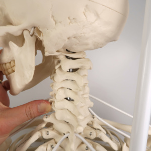 フランク・可動性改良型骨格モデル，吊り下げ型スタンド仕様 | 日本