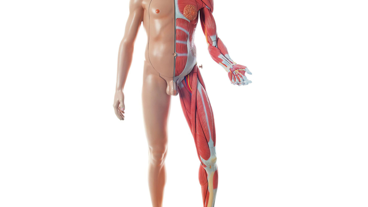 筋肉解剖等身大両性型39分解モデル，ライトスキン | 日本スリービー