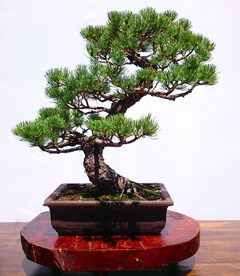 かっぱ隊長さん専用 松盆栽 複数セット 松盆栽（レンタル専用