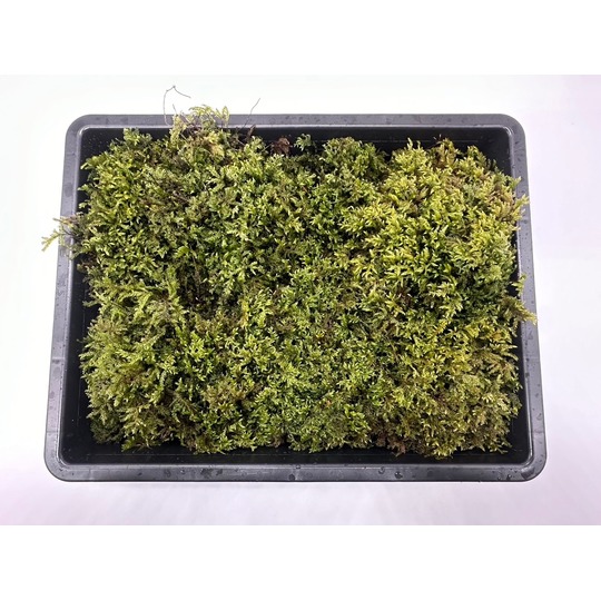 トラノオゴケ 商品一覧｜高品質の苔販売専門店 苔日光